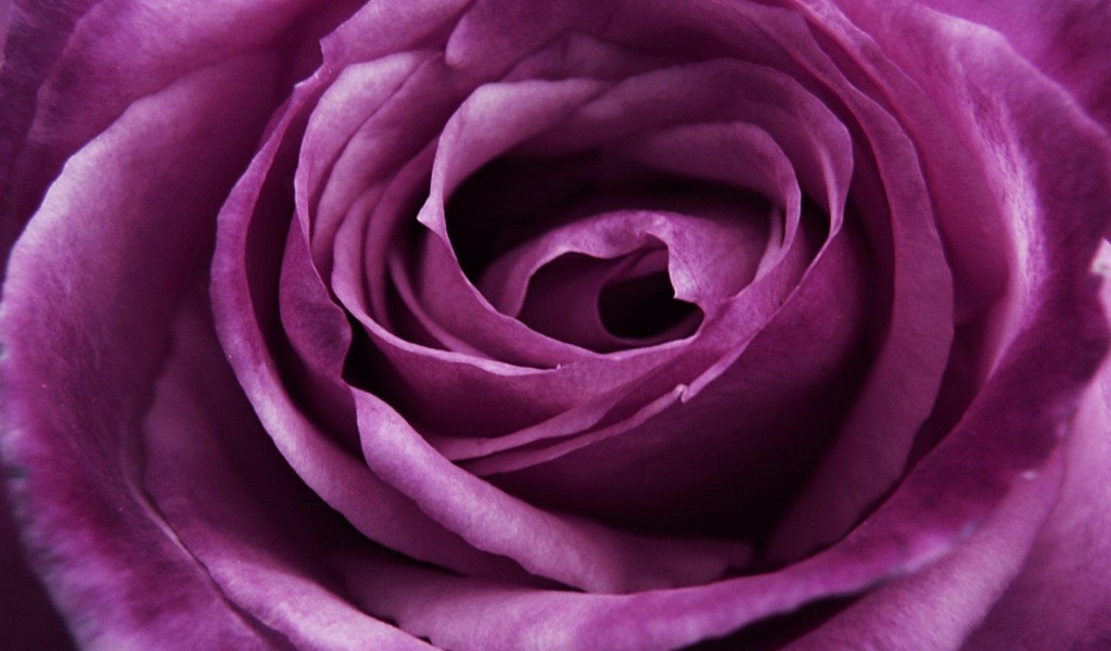 Красивая большая фиолетовая роза крупным планом