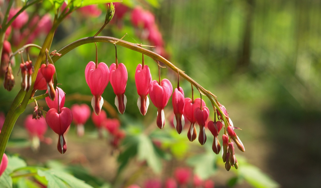 Красивые цветы дицентра в лесу