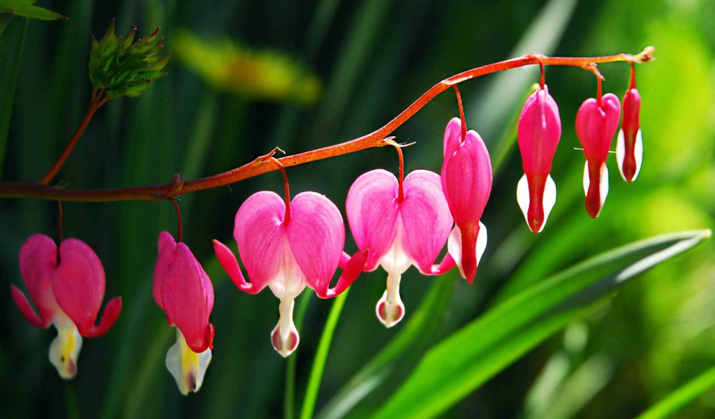 Красивые цветы дицентра в саду