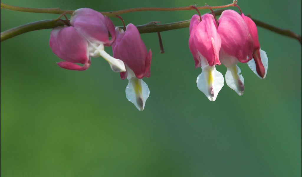 Красивые цветы дицентра в парке