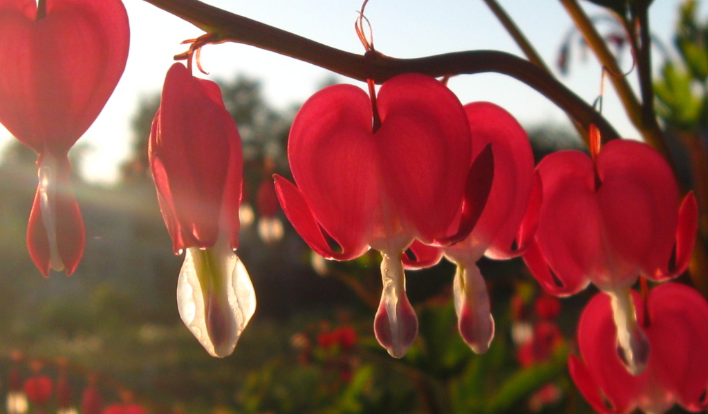 Красивая дицентра в саду