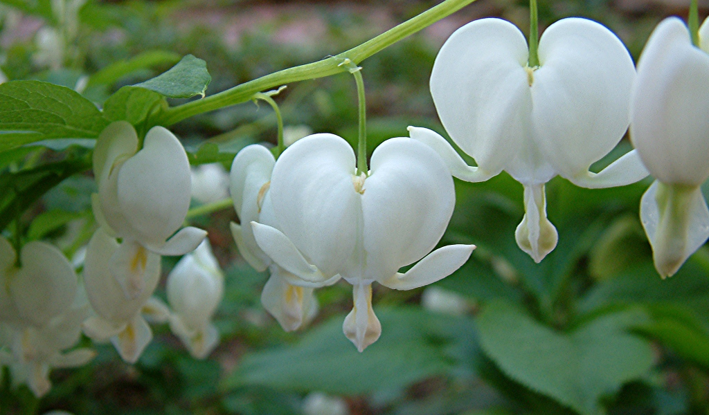 Красивая дицентра на дачном участке