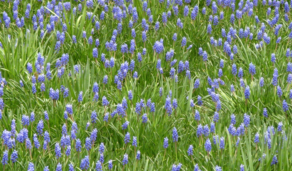 Красивый цветущий гиацинт на поляне