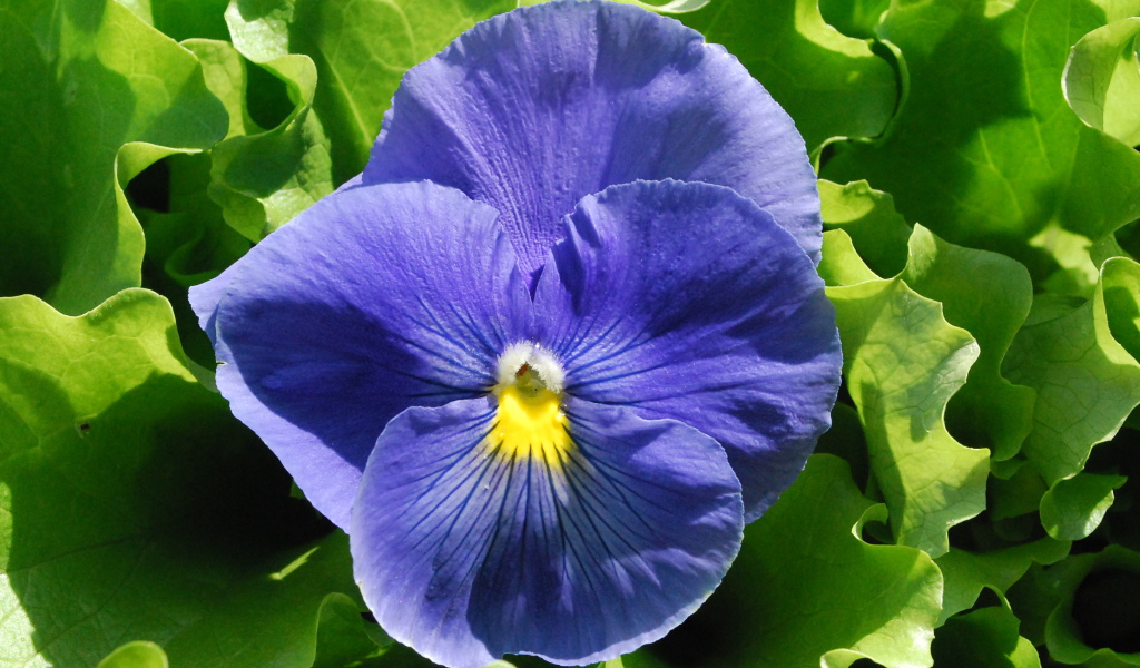 Красивый голубой цветок анютины глазки