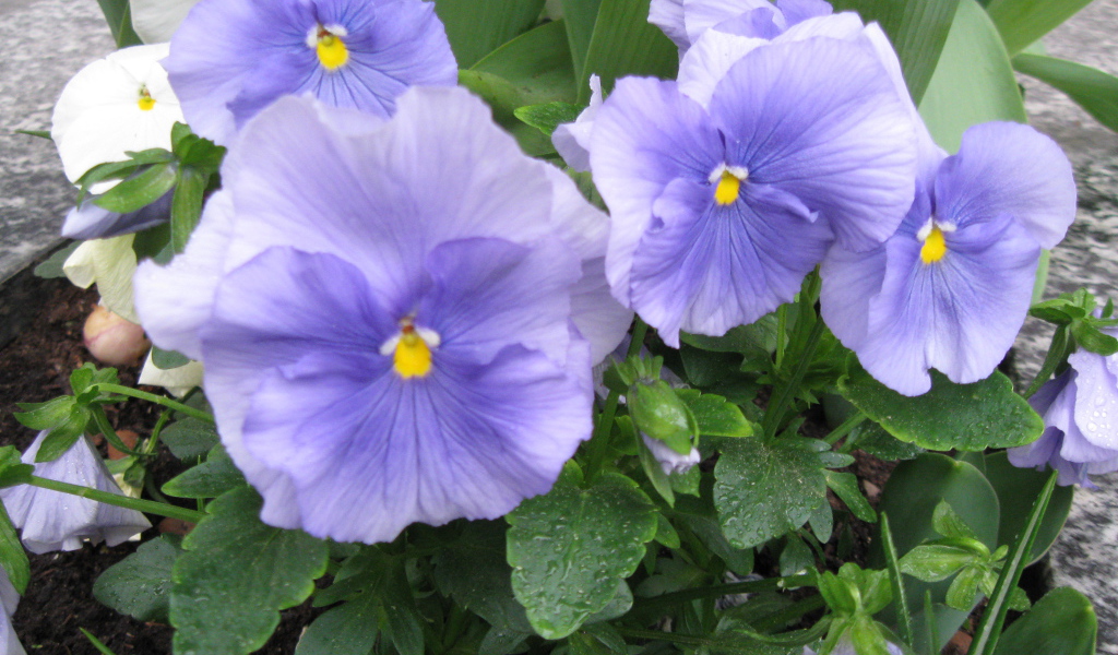 Красивые цветы голубые анютины глазки