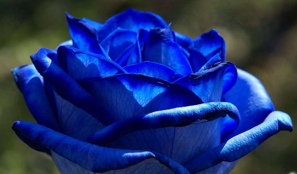 Красивая синяя роза на фоне листвы