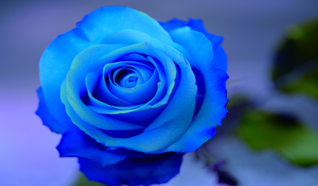 Красивая синяя роза на голубом фоне