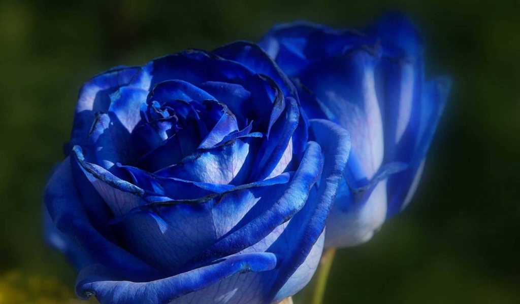 Красивые синие розы на фоне зелени