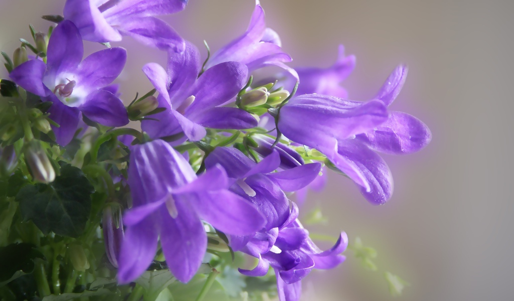 Красивые колокольчики