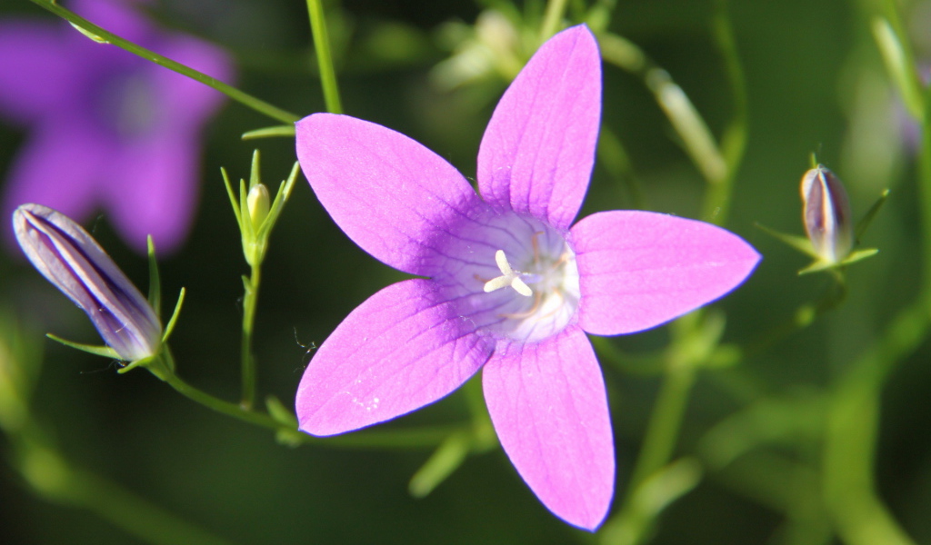 Красивые колокольчики на дачном участке