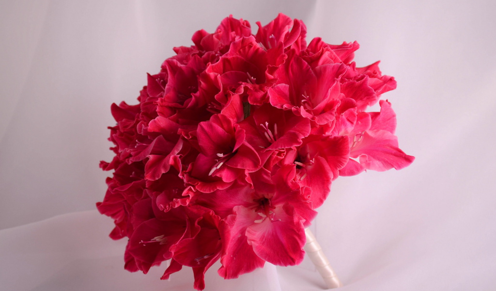 Красивый букет глаидоулс