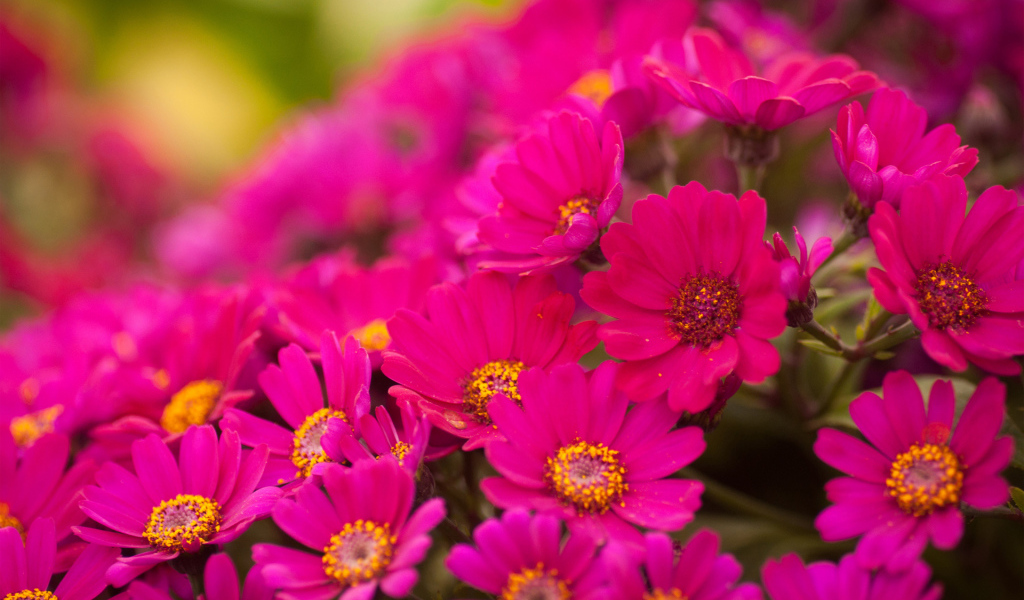 Красивые цветы хризантема в саду