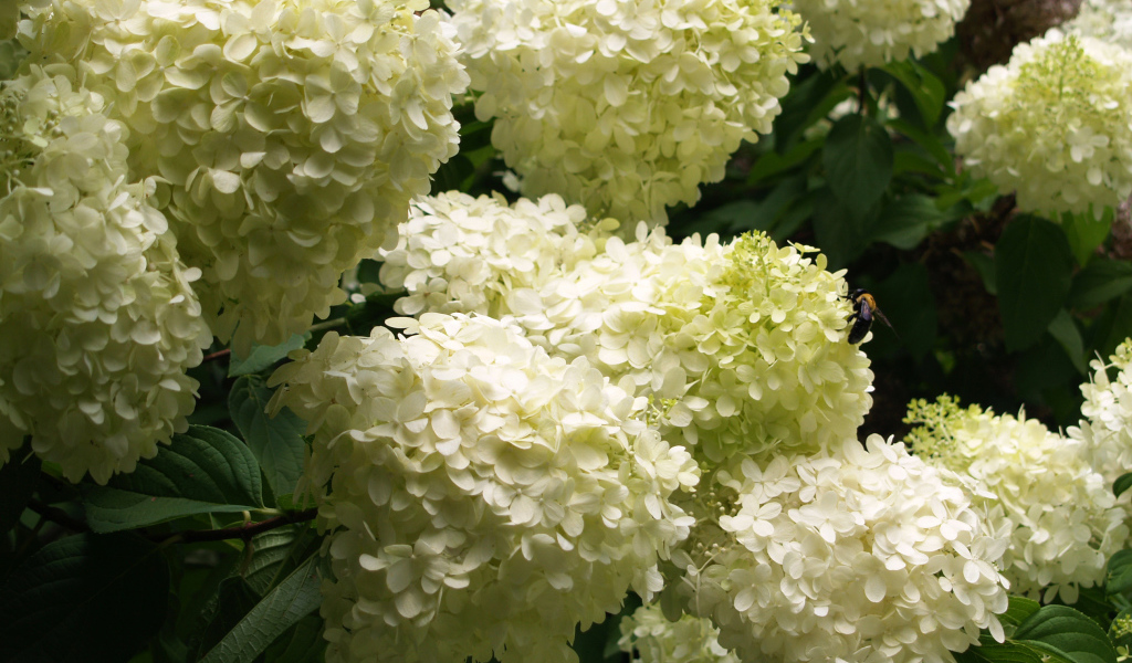 Красивые букет цветов гортензия 