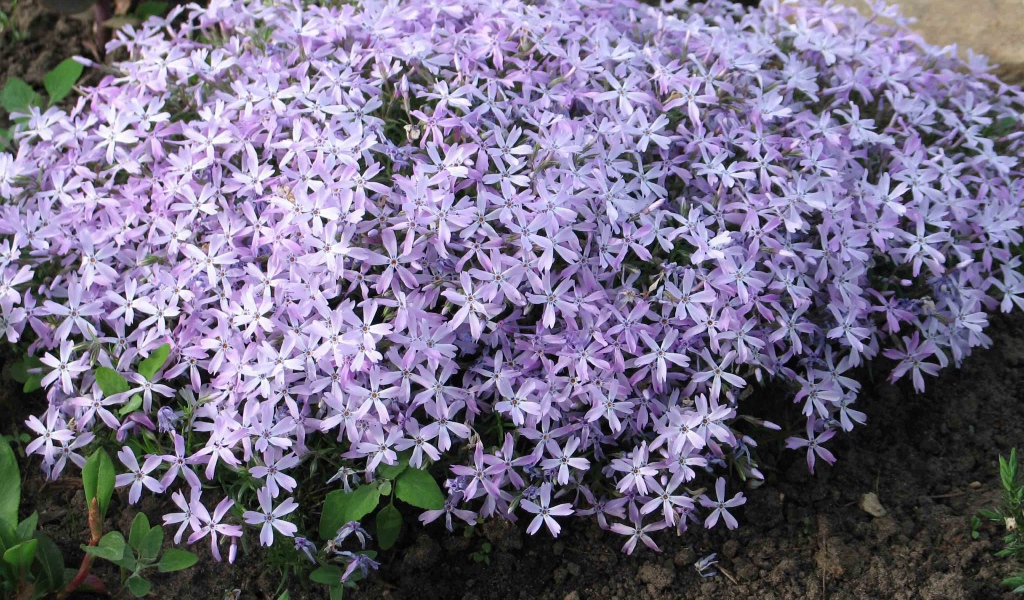 Красивый букет цветов флокс