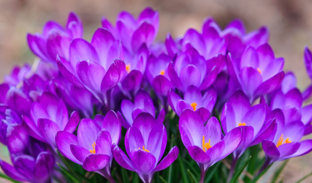 Красивый букет цветов шафран