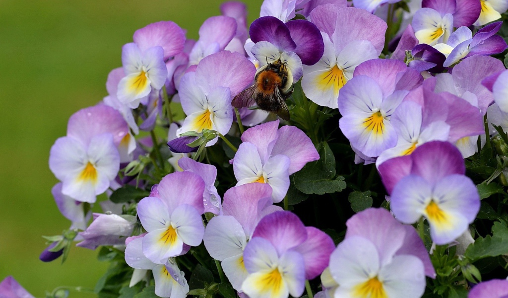 Красивые букет цветов виола (фиалка,анютины глазки)