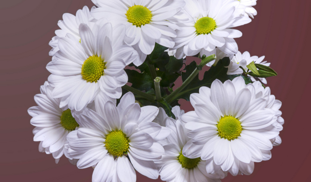 Красивый букет белая хризантема