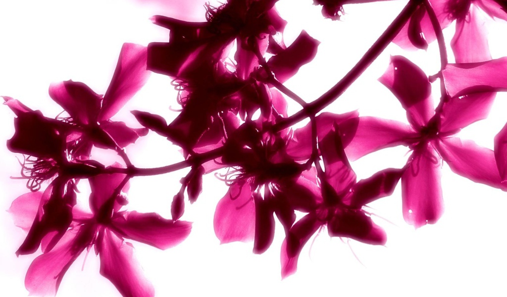 Красивые яркие цветы