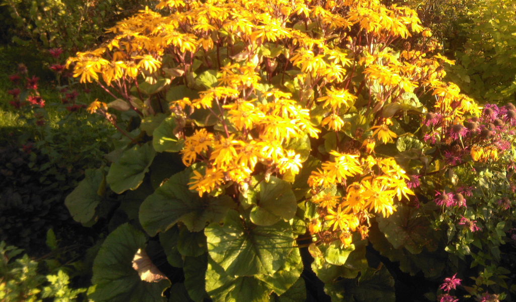 Красивый бузульник на дачном участке