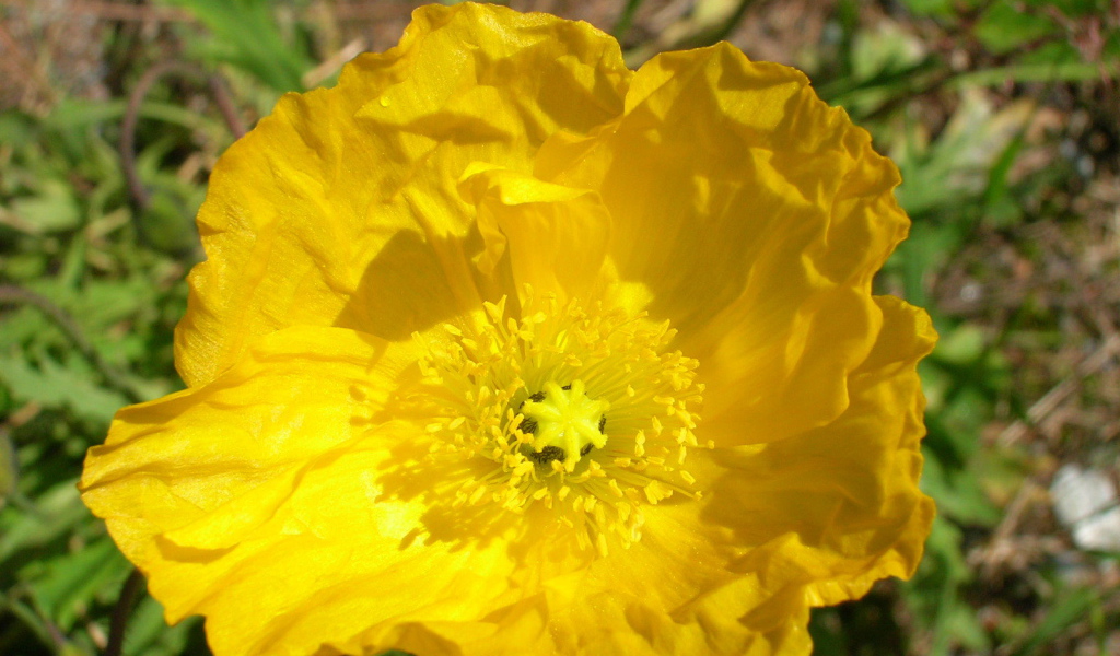 Красивый бузульник на клумбе в саду