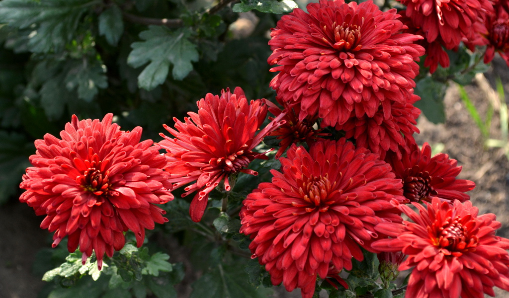 Красивые цветы хризантема на дачном участке