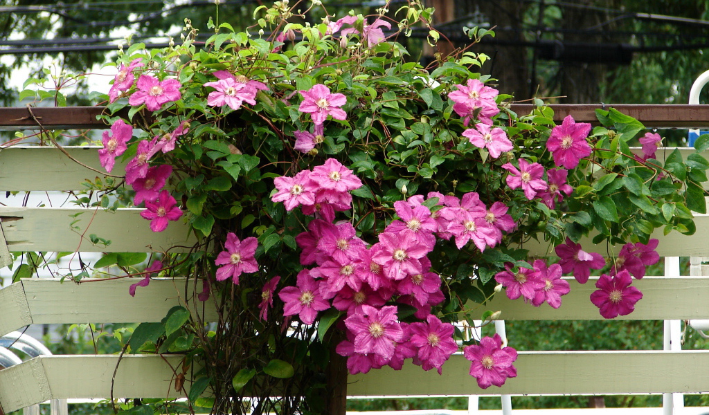 Красивый клематис в саду