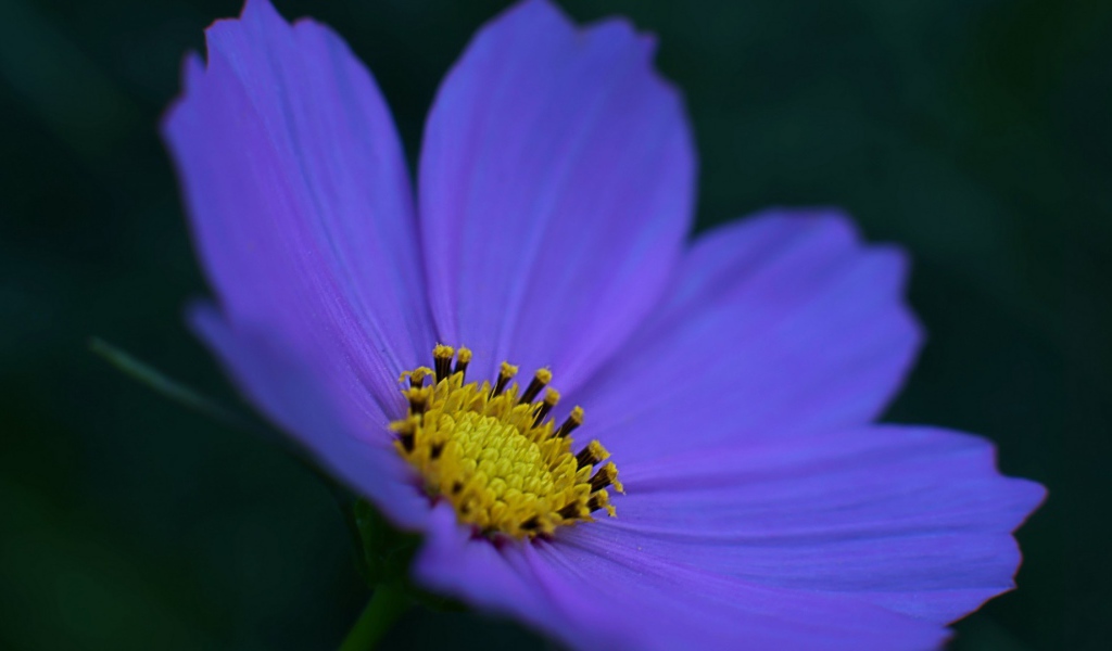 Kрасивый окрас лепестков