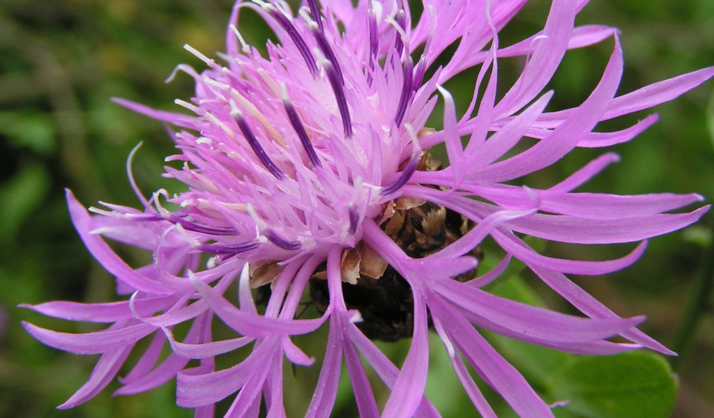 Красивые васильки на клумбе в саду