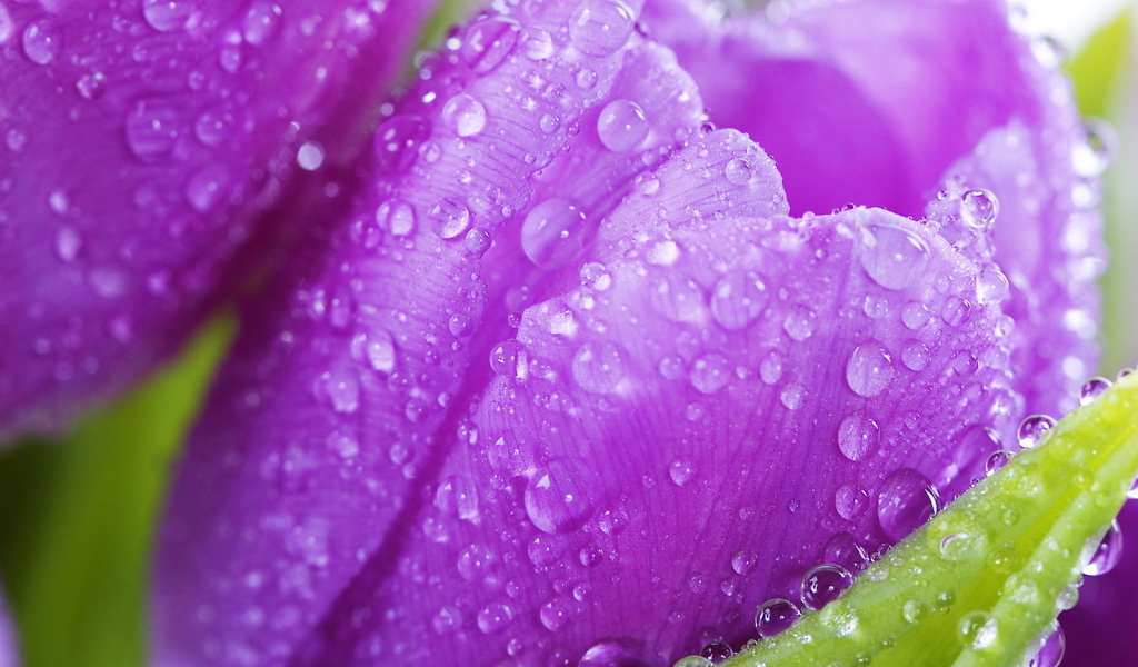 Красивые крокусы ранней весной