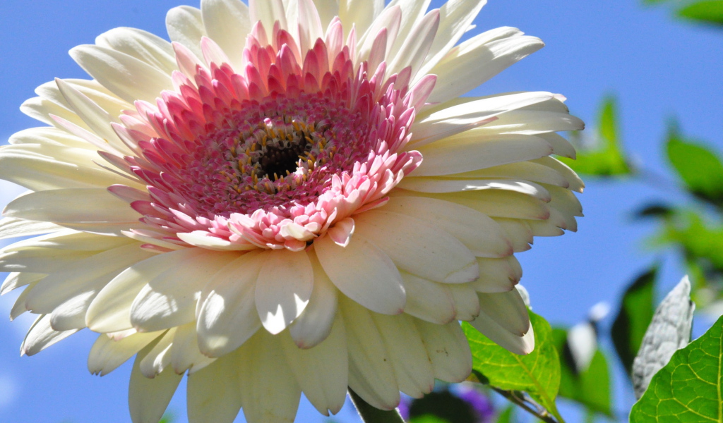 Красивая гербера в саду