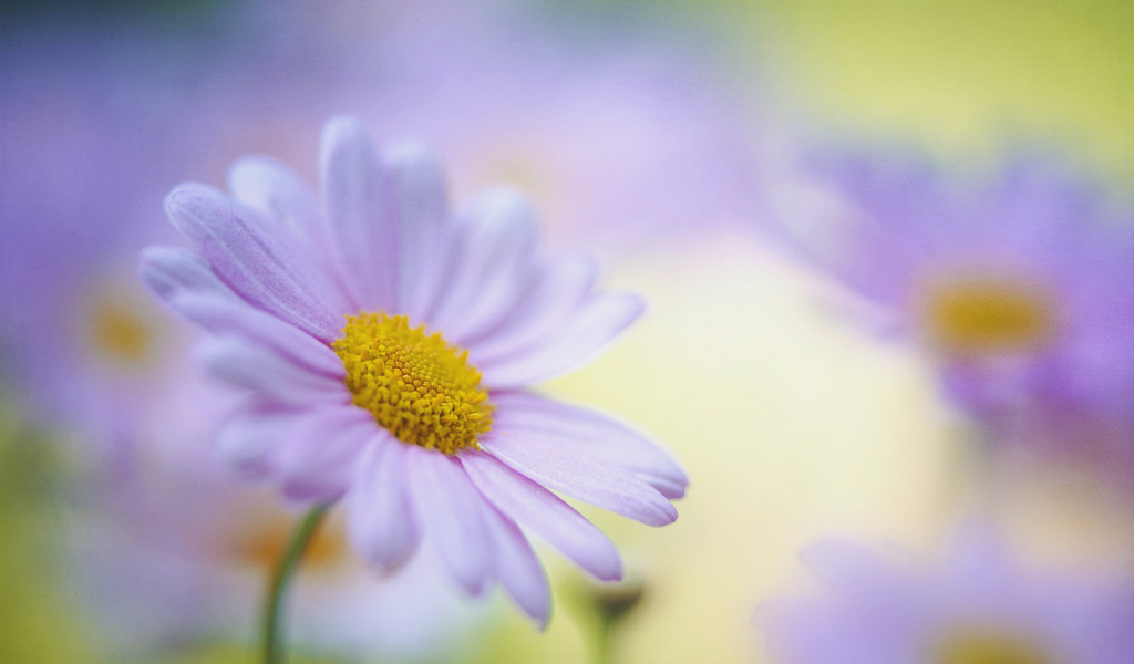 Красивые цветы маргаритки