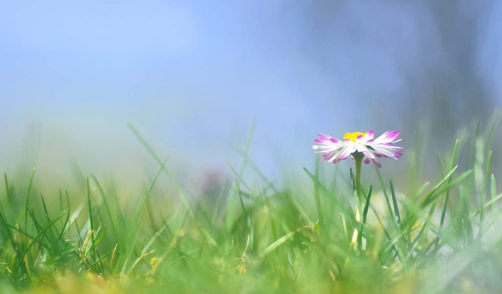 Красивые цветы маргаритки весной