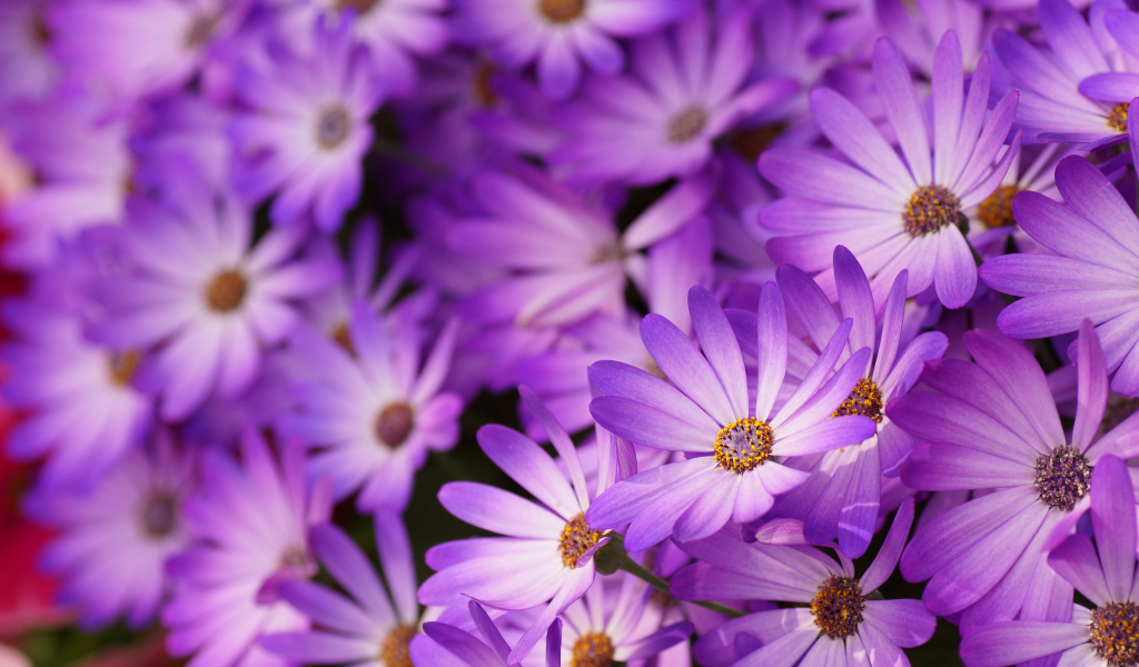 Красивые цветы маргаритки в саду