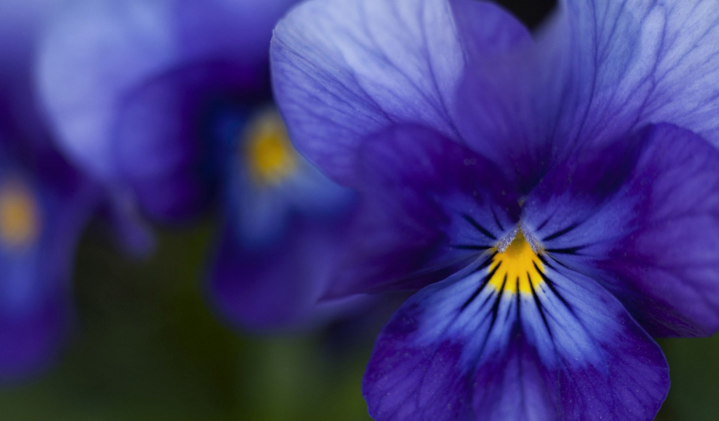 Красивые темно-синие анютины глазки