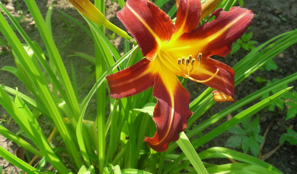 Красивый лилейник в саду