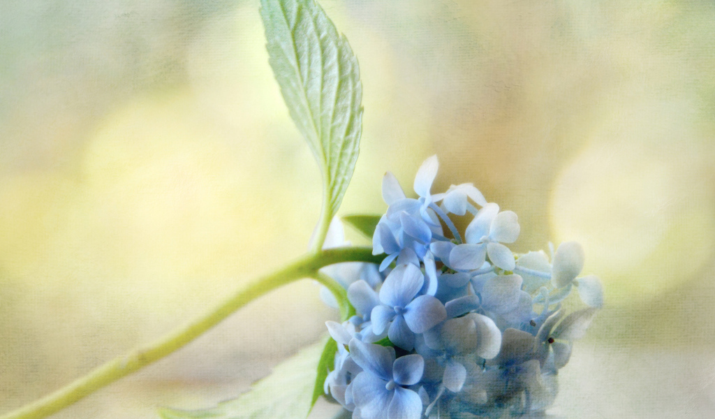 Красивый рисунок цветок гортензия
