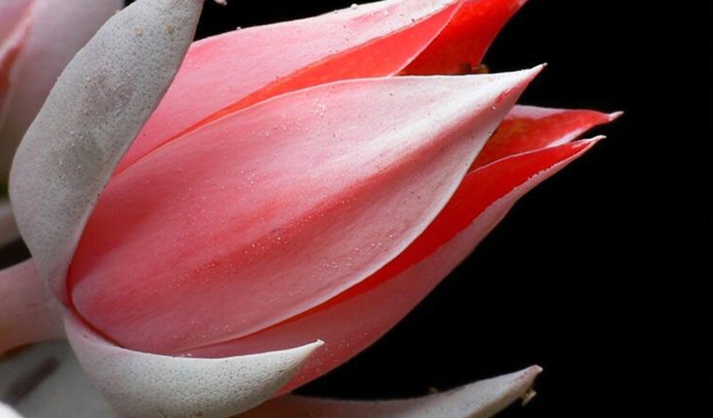 Красивая эхеверия (эчеверия) 