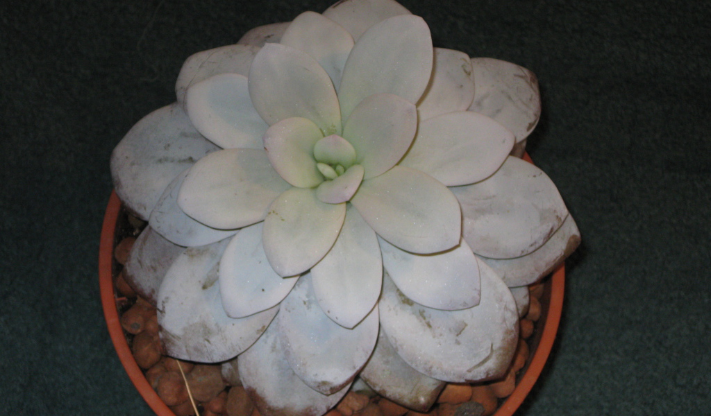 Красивая эхеверия (эчеверия) в саду