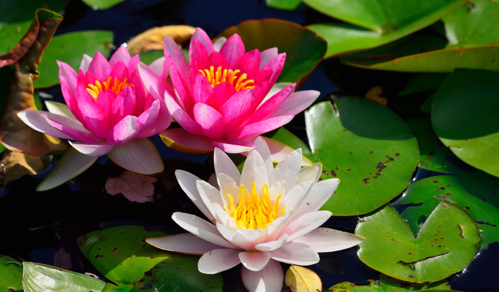 Красивый цветок нимфея