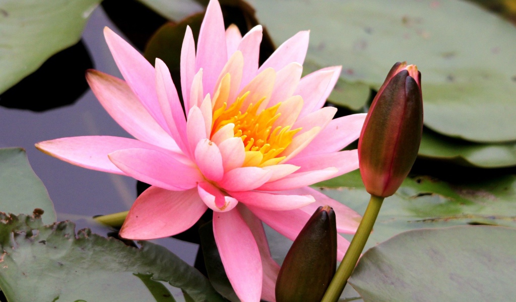 Красивый цветок нимфея на воде