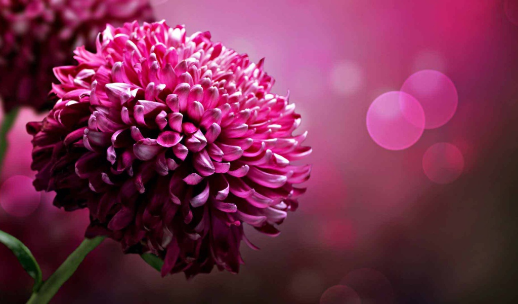 Красивый цветок астра