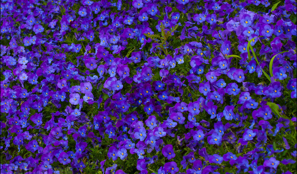 Расцвели красивые цветы анютины глазки