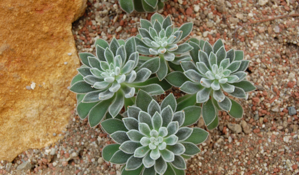 Красивый цветок эхеверия (эчеверия)  в саду