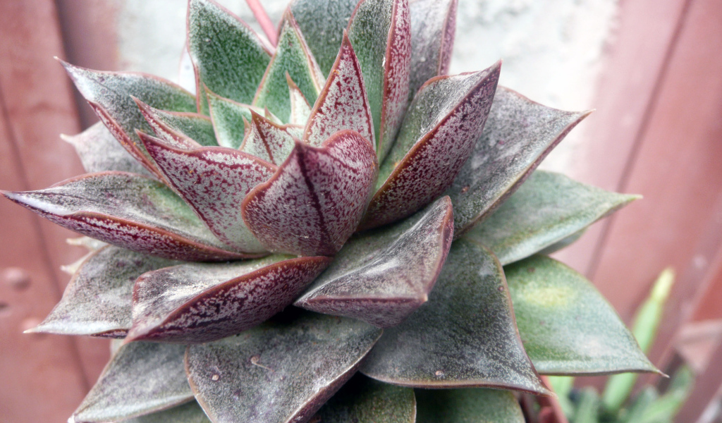 Красивый цветок эхеверия (эчеверия) в парке