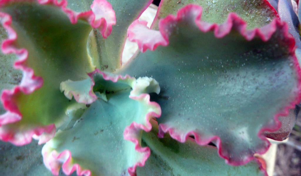 Красивый цветок эхеверия (эчеверия) на поляне