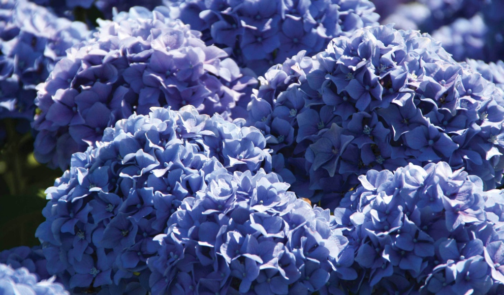 Красивый цветок гортензия