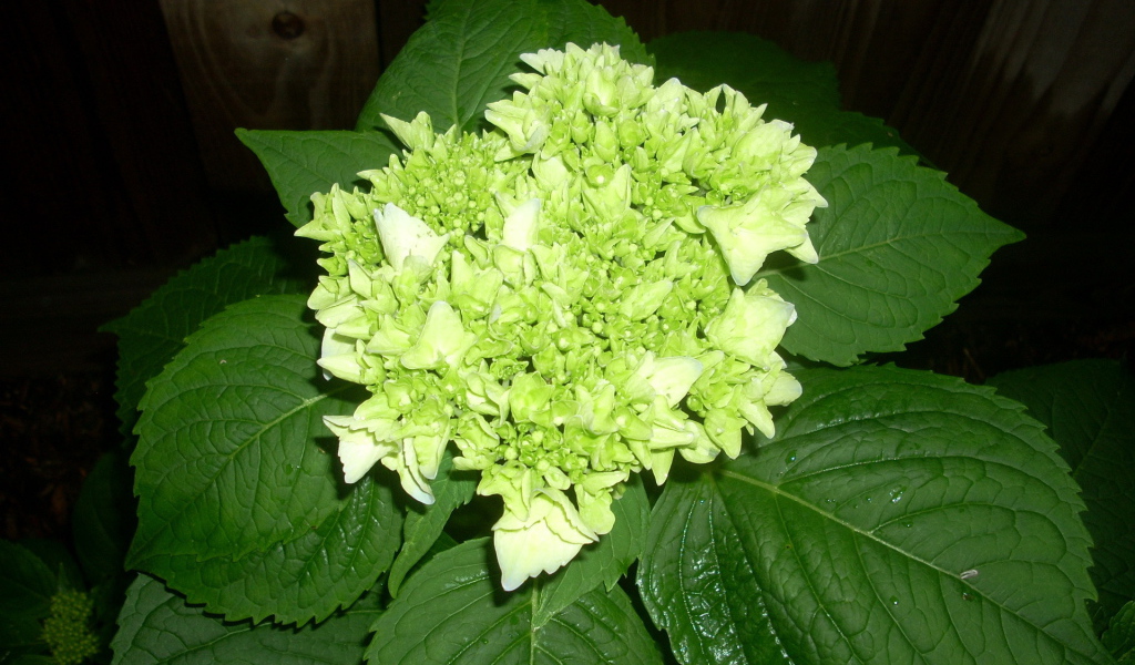 Красивый цветок гортензия на дачном участке