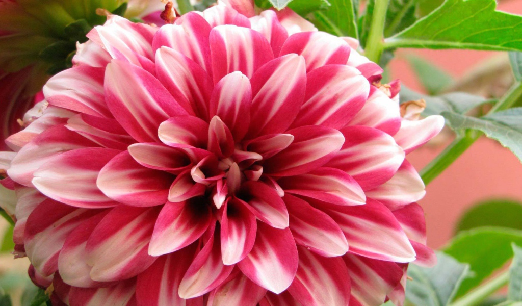 Красивый цветок астра в саду