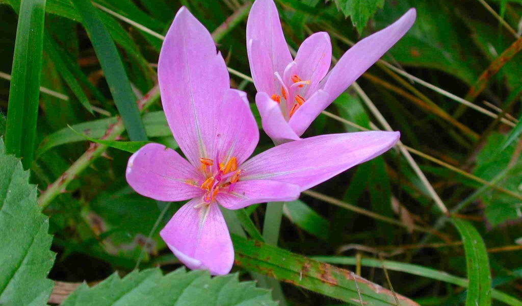 Прекрасный цветок шафран расцвел в саду