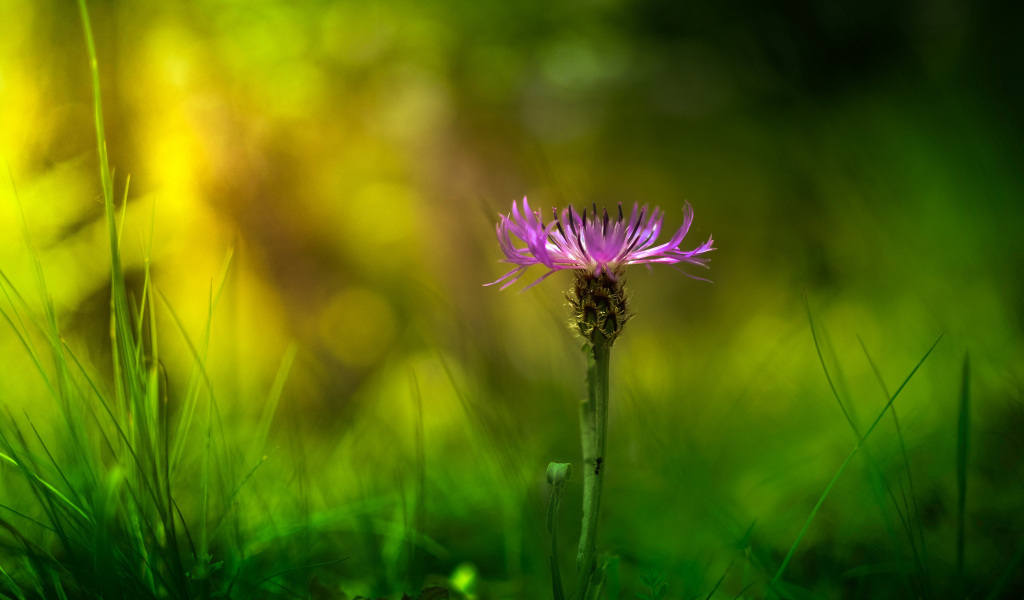 Красивый цветок василек в саду